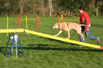 Agility 16