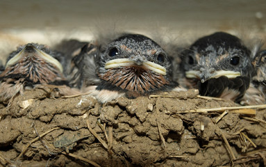 nid d'hirondelles © yves perelli