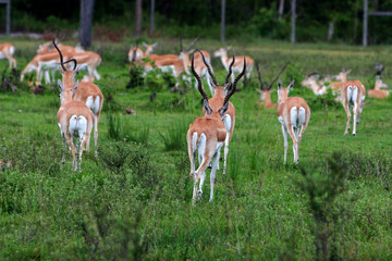 DEER HERD