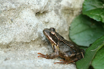 Frosch