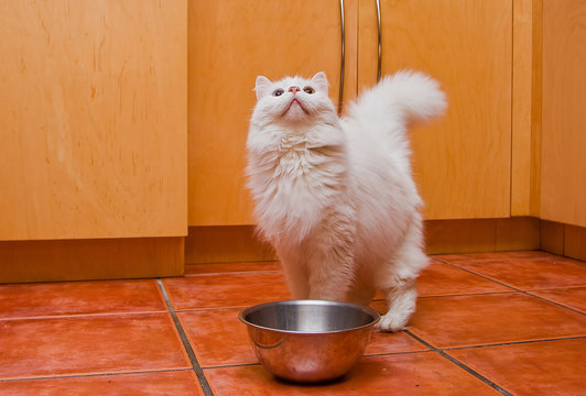 White Cat Waiting For Food