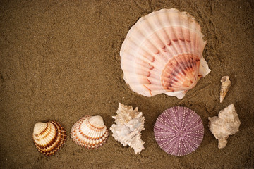 Group of seashells on sand