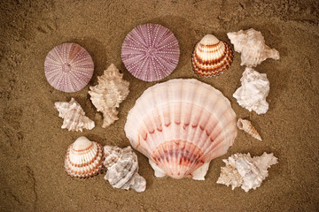Group of seashells on sand