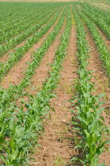 Fototapeta na wymiar Plantation de maïs