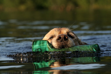 chien rapporteur