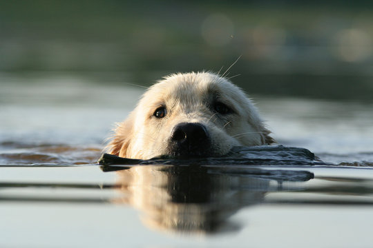 chien nageant