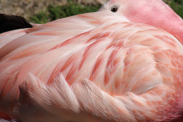 Flamingo Plumage