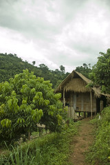Fototapeta na wymiar A hut in the jungle