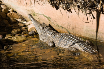 Crocodile