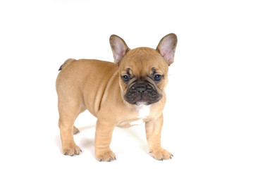 Obraz premium bouledogue 4