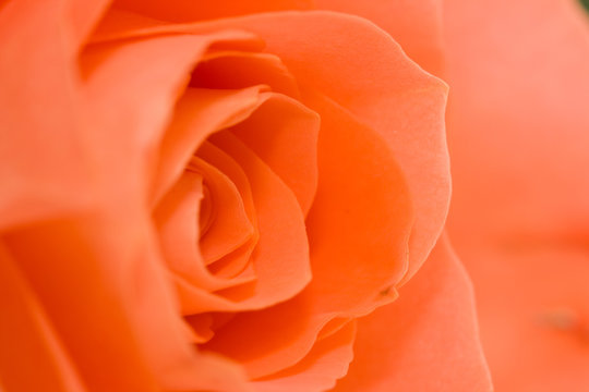 orange rose - close-up from side - very shallow depth of field