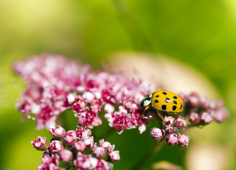 Coccinelle