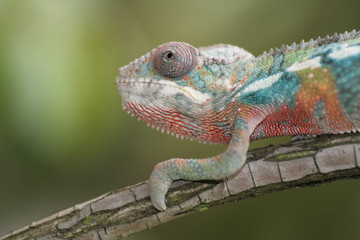 chameleon