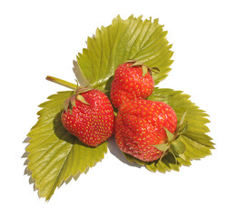 Three berries of a strawberry