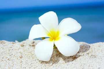 Fototapeta na wymiar Tropikalny kwiat na plaży