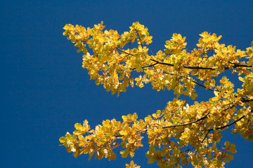 yellow leaves 2