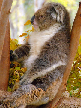 Koala Bear sitting on a tree