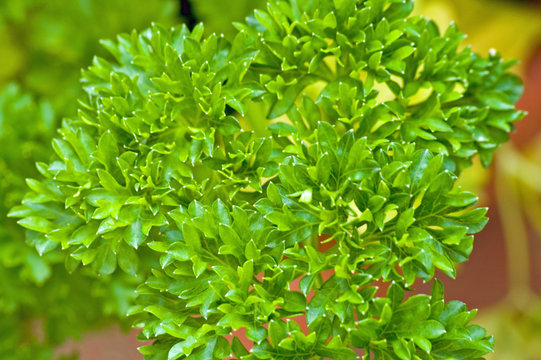 Parsley Herb