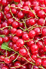 red currant