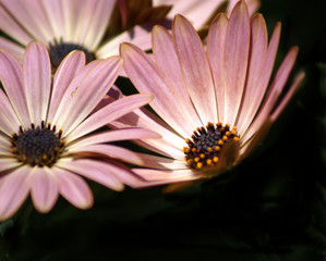 daisy- rust osteoperum