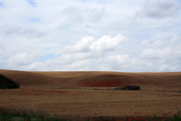 Obraz premium campo di grano e papaveri 2
