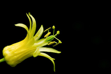 Passion 1