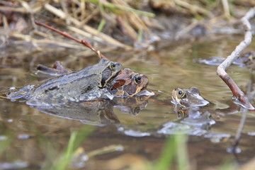 rana temporaria