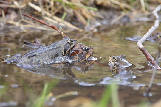 rana temporaria