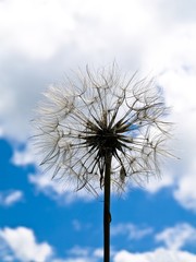 Fototapeta premium Dandelion