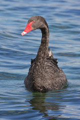 Black Swan (Cygnus atratus)