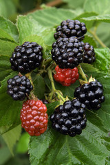 BlackBerry