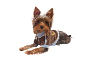 yorkshire terrier