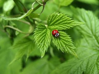 Marienkäfer