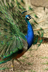 Obraz premium Pfau