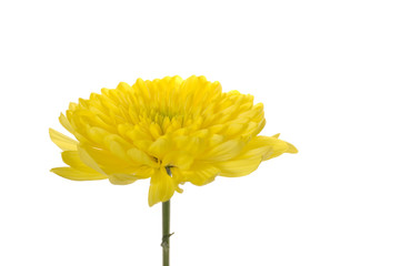 Yellow daisy