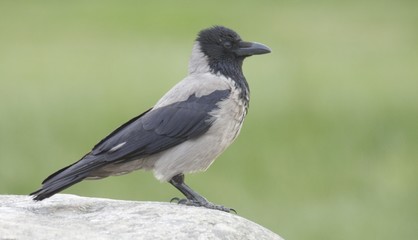 Hooded Crow. 