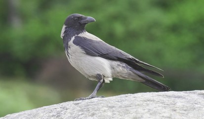 Hooded Crow. 