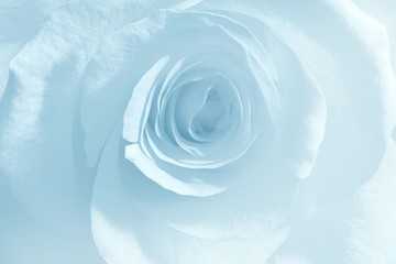 Soft blue rose