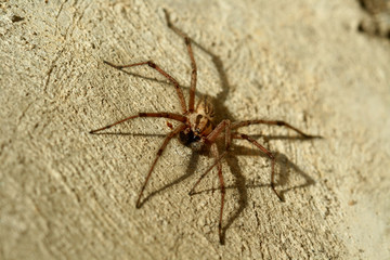 spider