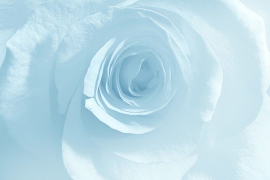 Fototapeta Soft blue rose
