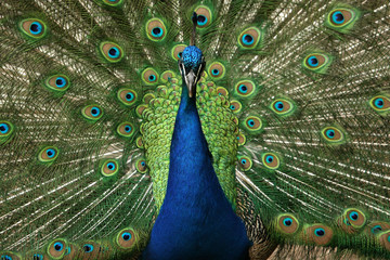 Obraz premium Pfau