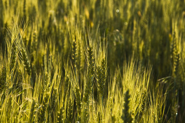 Wheat abstract