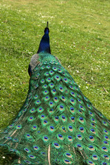 Obraz premium Pfau