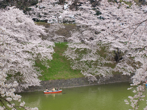 千鳥ヶ淵の桜