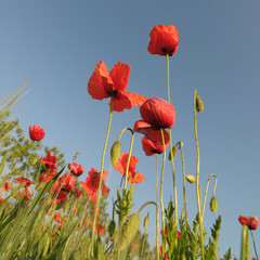 Poppies form below