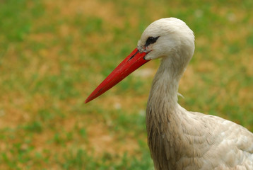 Fototapeta premium Stork