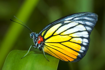 Fototapeta na wymiar motyl na liściu