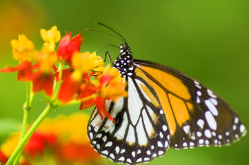 Monarch butterfly feeding on flower