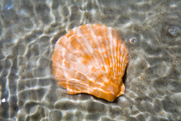 Seashell under water
