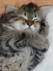 Fototapeta na wymiar Perski Kitten